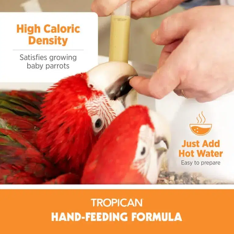 best hand feeding formula for baby birds