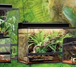 natural terrarium large