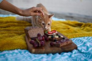Avoid giving human foods to your cats