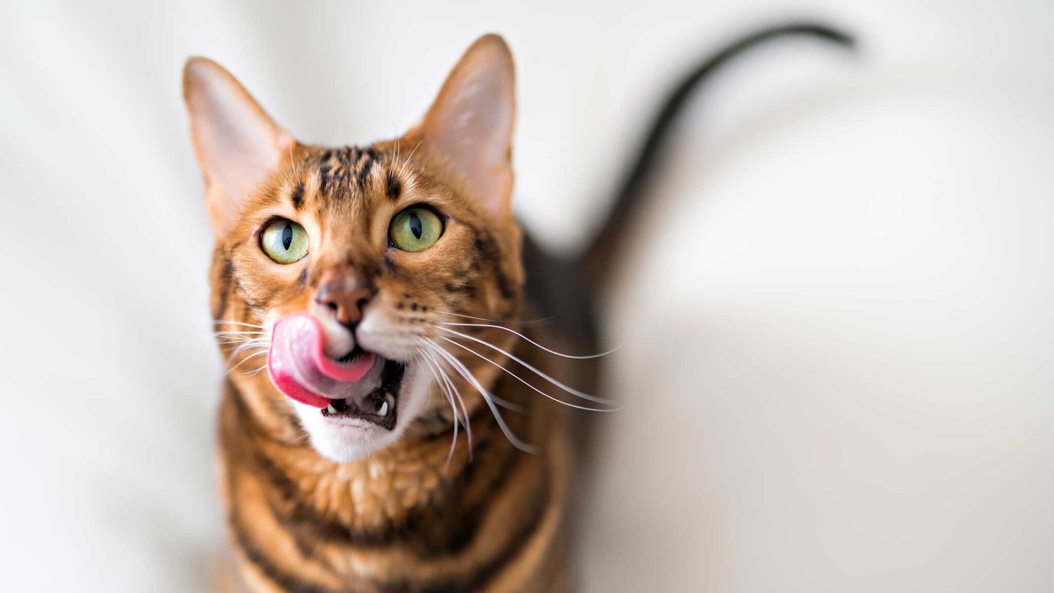 View of Does Cat Food Contain Taurine | Importance of Taurine for Cats