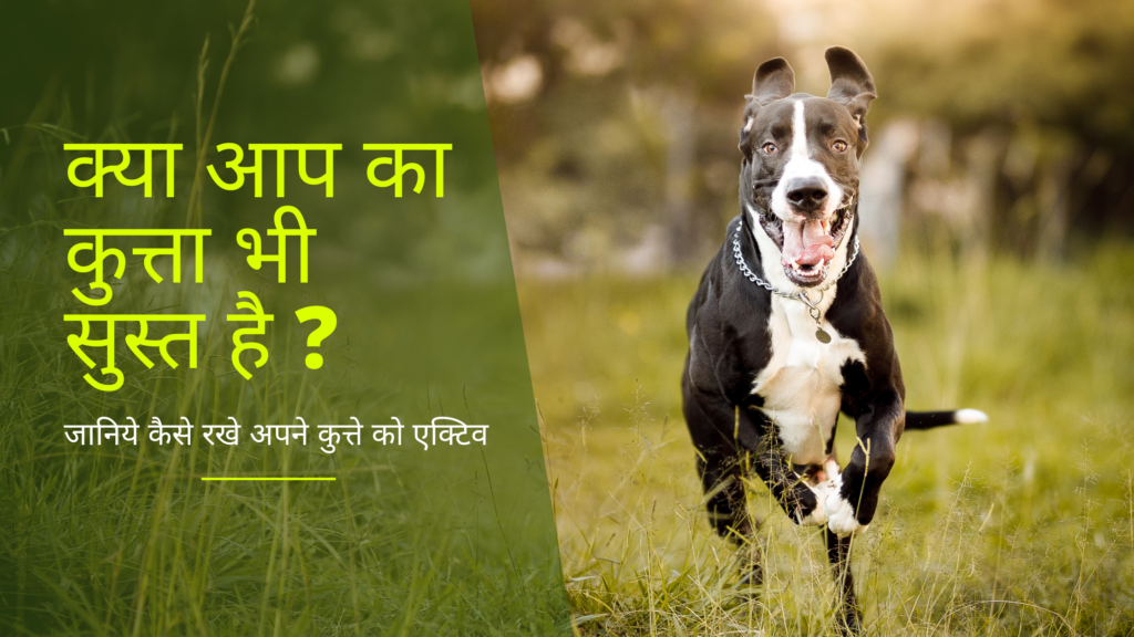 Why Protein is Important for Dogs?