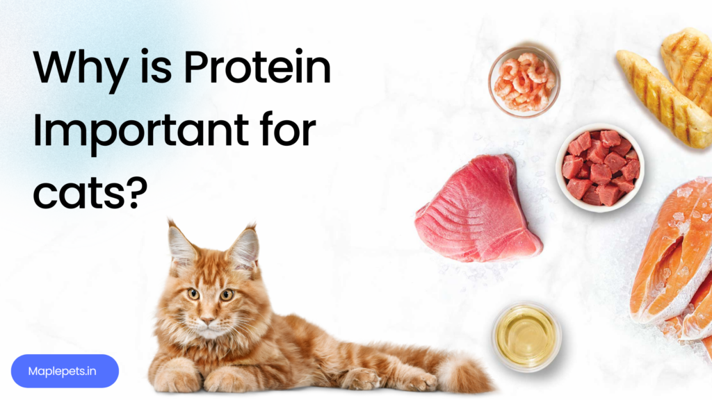 Importance of protein in cats