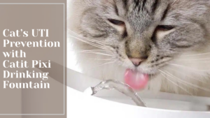 Preventing UTI Problems in Cats