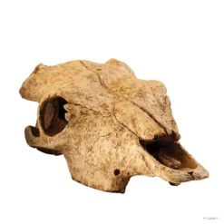 Exoterra Buffalo Skull