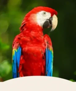 Hari