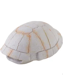 Tortoise Skeleton Secure Hiding Place