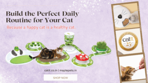 cat daily routine
