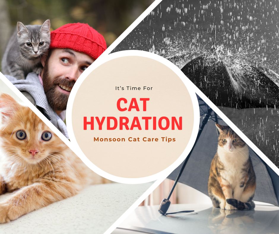 Keep-Your-Cat-Hydrated-This-Monsoon-with-Catit-PIXI-Fountain