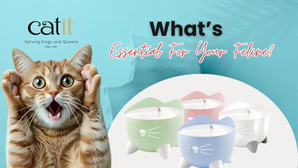 Purr-fect companion: Top 10 cat essentials
