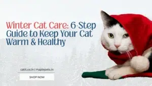 winter cat care