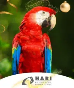 Hari