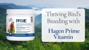 bird breeding supplements for chick health