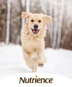 Nutrience