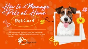 Pet care at home for healthy and happy pets