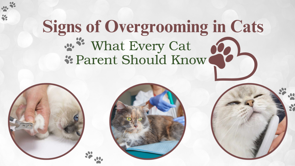 Signs of overgrooming in cats including hair loss, rashes and frequent hairballs