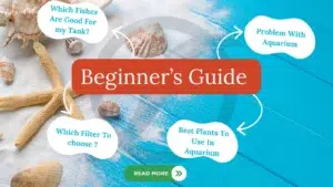 Aquarium FAQs for Beginners