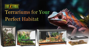 Exo Terra Terrariums for Your Perfect Habitat