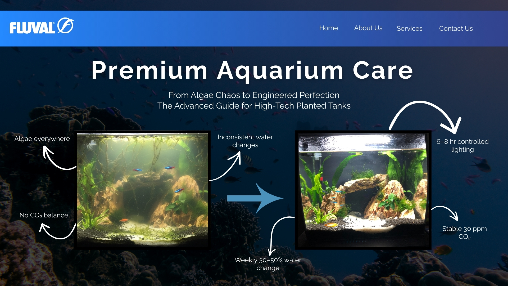 Premium Aquarium Care
