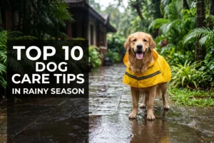 Dog care tips in rainy season - monsoon pet care guide India