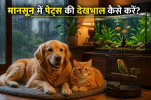 मानसून में कुत्ते बिल्ली और एक्वेरियम की देखभाल गाइड - Maple Pets